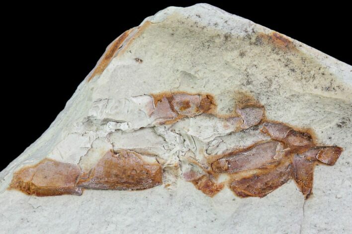 Fossil Pea Crab (Pinnixa) From California - Miocene #85315